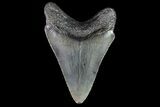 Juvenile Megalodon Tooth - South Carolina #74262-1